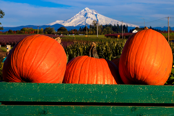 Pumpkins in a crate with Mt. Hood in the background