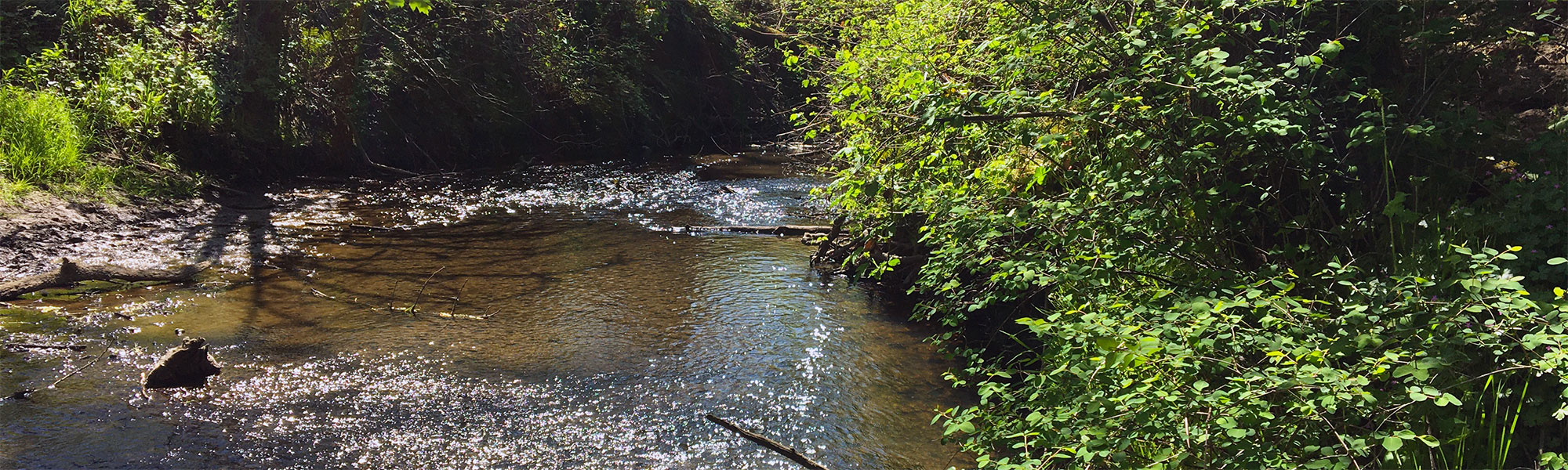 3-Creeks Natural Area Floodplain Enhancement Project | Clackamas County