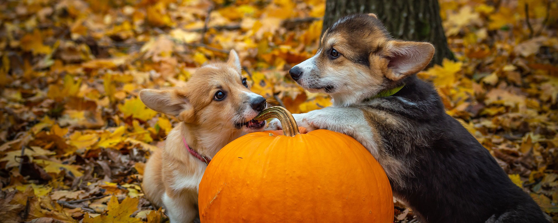 Corgi puppies playing with a pumpkin