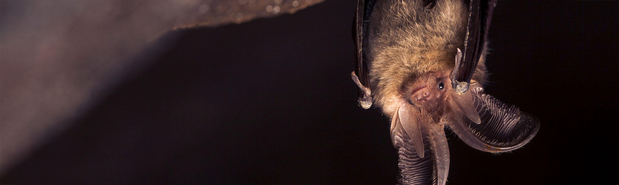 Close up picture of small Brown long-eared bat Plecotus auritus hanging upside down in dark cave