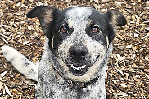 an Australian cattle dog mix is one example of a dog that dog services might have to adopt