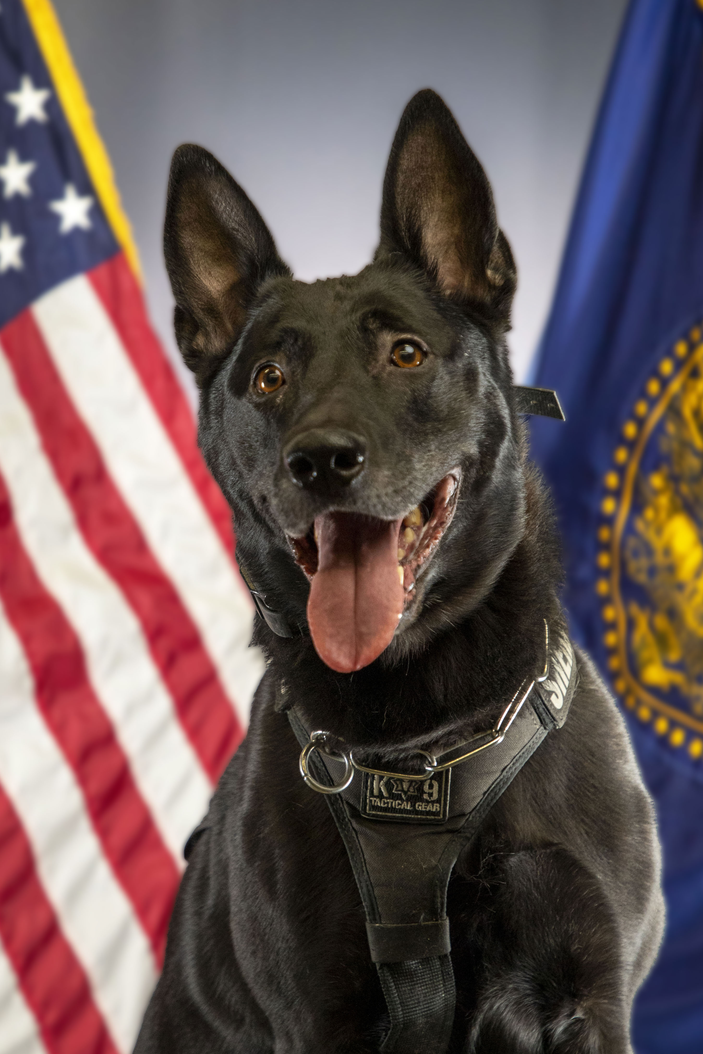 K9 Ajax