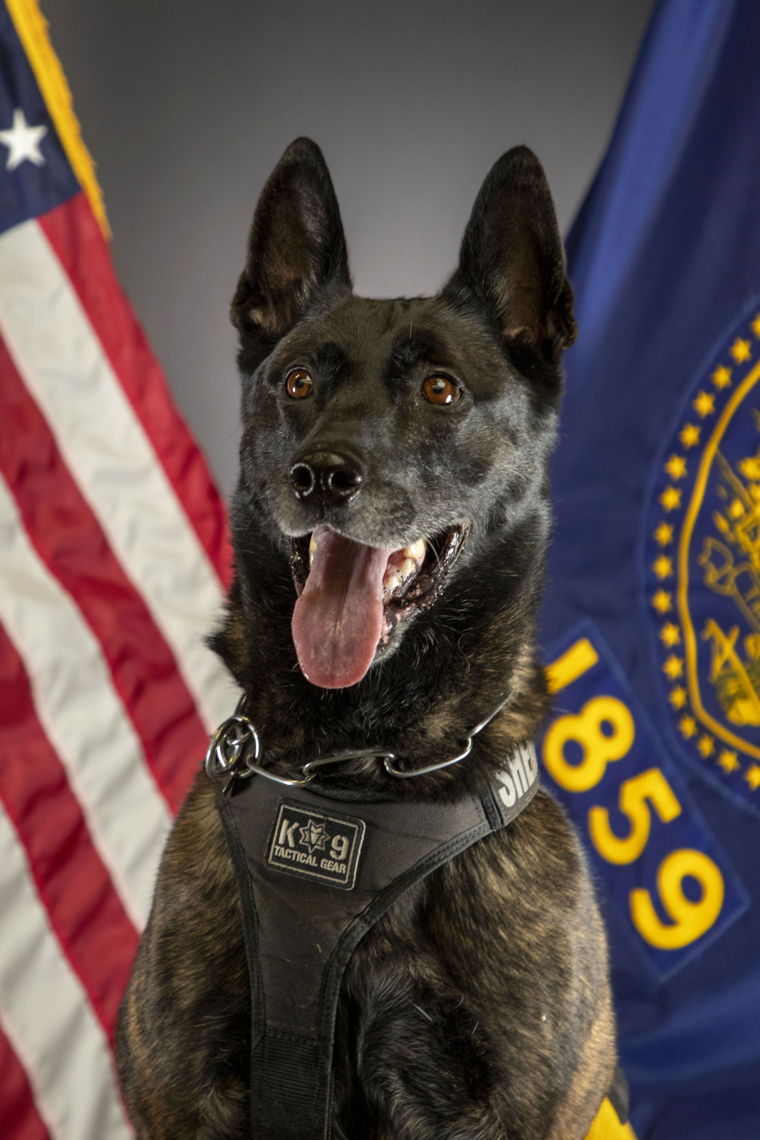 K9 Valli