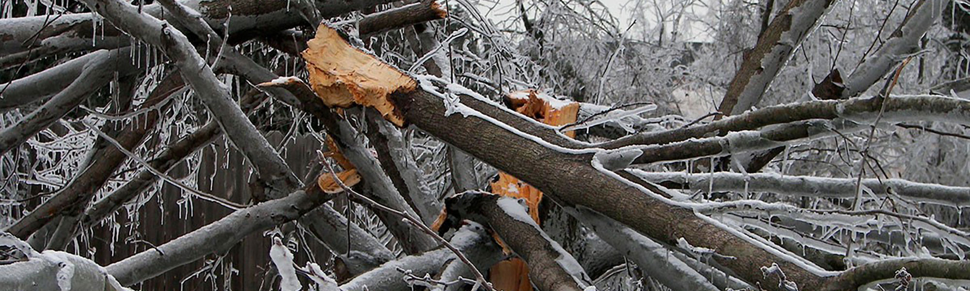 Fallen trees during an ice storm