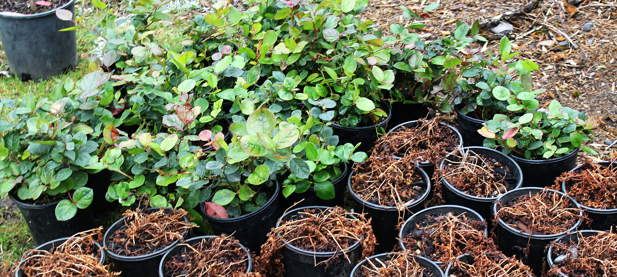 Potted plants and baby trees