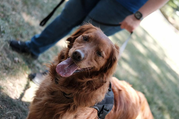 A golden retriever dog on a leash