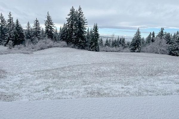 field with snow and trees
