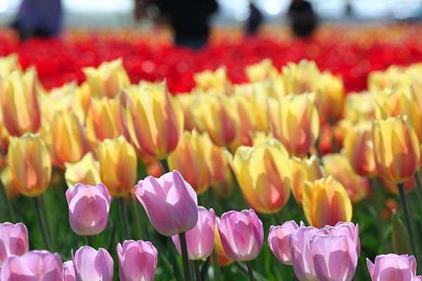 A field of tulips