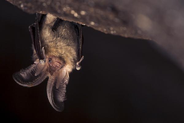 Bat hanging upside down